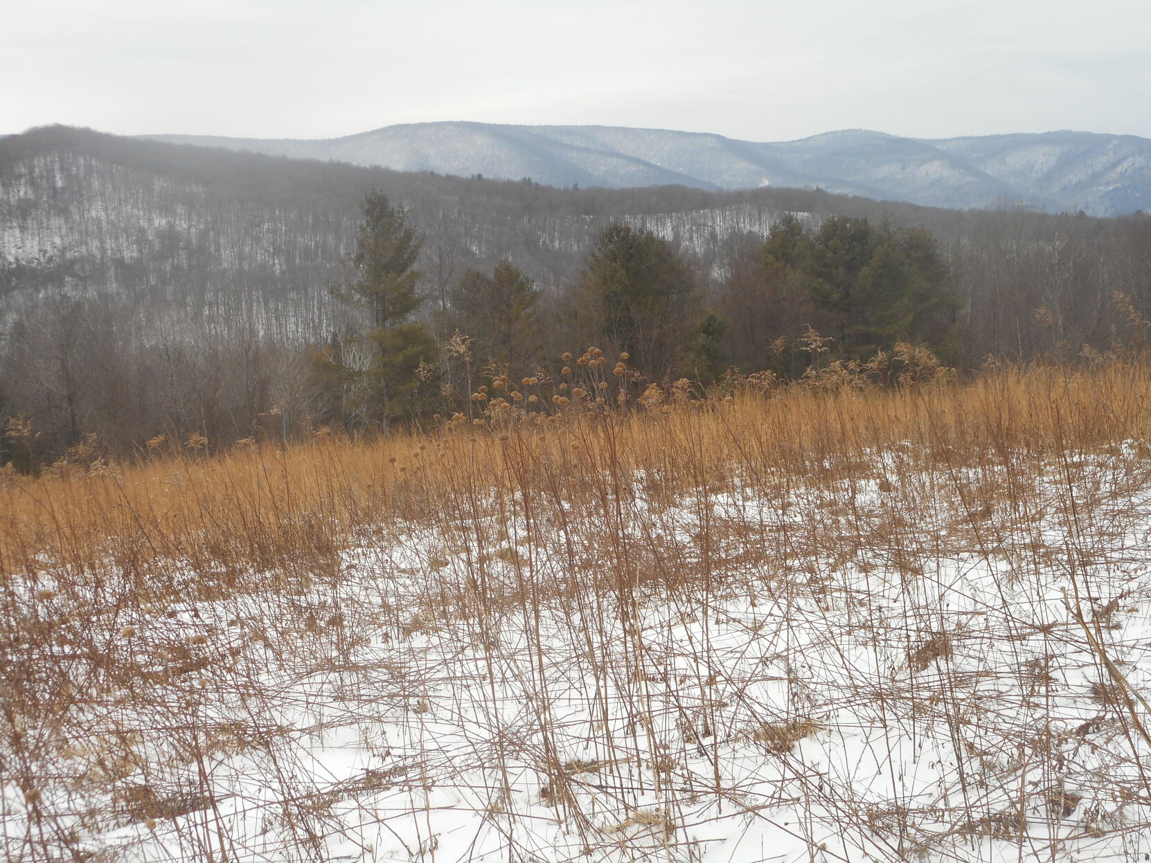 a snowy meadow